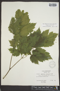 Actaea racemosa image