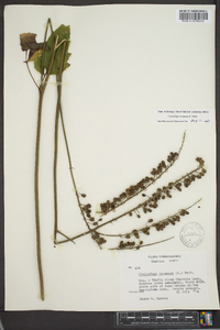 Actaea racemosa image