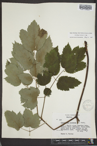 Actaea racemosa image