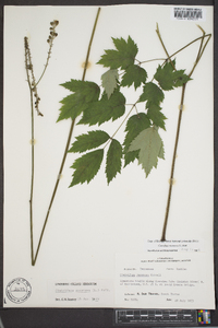 Actaea racemosa image