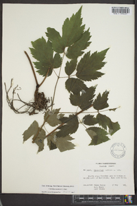 Actaea racemosa image