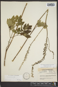 Actaea racemosa image