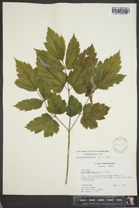 Actaea racemosa image