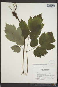 Actaea racemosa image