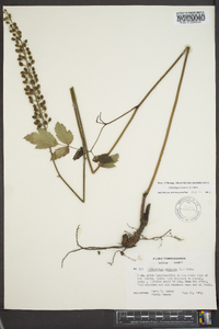 Actaea racemosa image