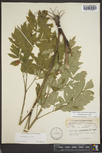 Actaea racemosa image