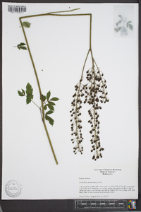 Actaea racemosa image