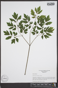 Actaea racemosa image