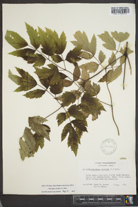 Actaea racemosa image