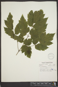 Actaea racemosa image