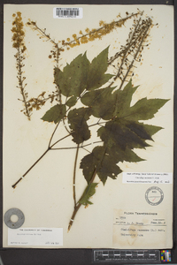 Actaea racemosa image