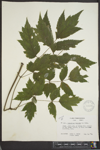 Actaea racemosa image