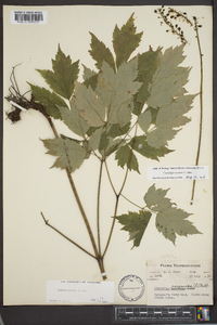 Actaea racemosa image