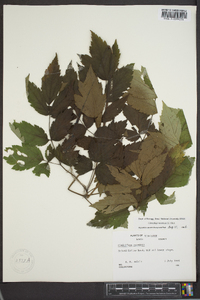 Actaea racemosa image