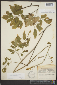 Actaea racemosa image