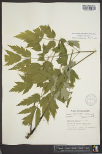 Actaea racemosa image