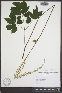 Actaea racemosa image