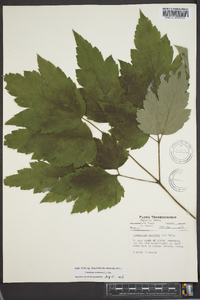 Actaea racemosa image