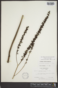 Actaea racemosa image