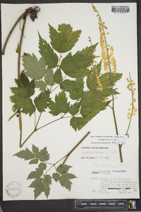 Actaea racemosa image