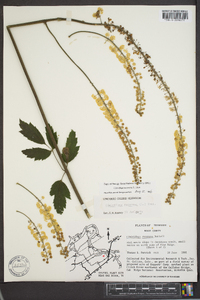 Actaea racemosa image