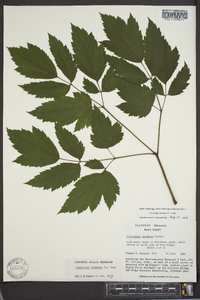 Actaea racemosa image