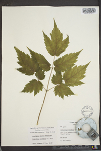 Actaea racemosa image