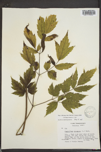 Actaea racemosa image