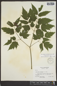 Actaea racemosa image