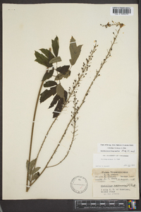 Actaea racemosa image