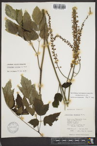 Actaea racemosa image