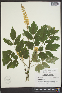 Actaea racemosa image