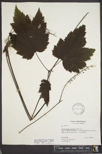 Actaea rubifolia image