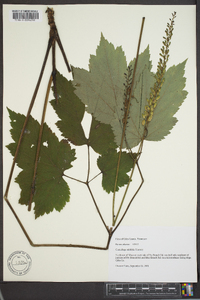 Actaea rubifolia image