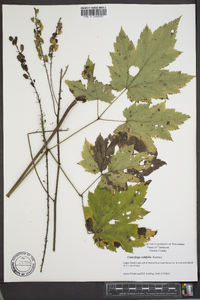 Actaea rubifolia image