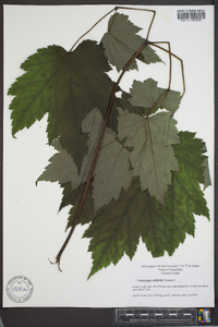 Actaea rubifolia image