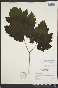 Actaea rubifolia image