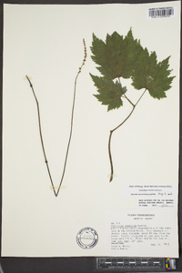 Actaea rubifolia image