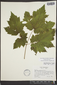 Actaea rubifolia image