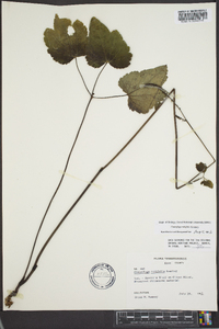 Actaea rubifolia image