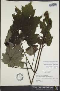 Actaea rubifolia image