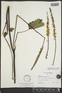 Actaea rubifolia image