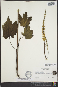 Actaea rubifolia image