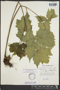 Actaea rubifolia image