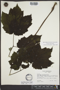 Actaea rubifolia image