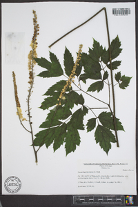 Actaea racemosa image