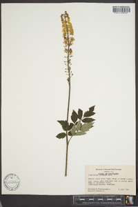 Actaea racemosa image