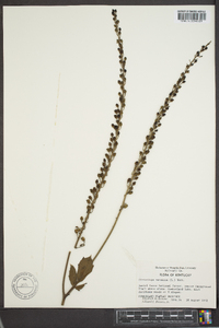 Actaea racemosa image