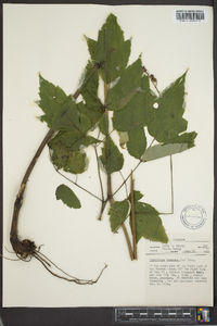 Actaea racemosa image