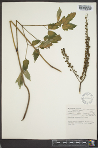 Actaea racemosa image